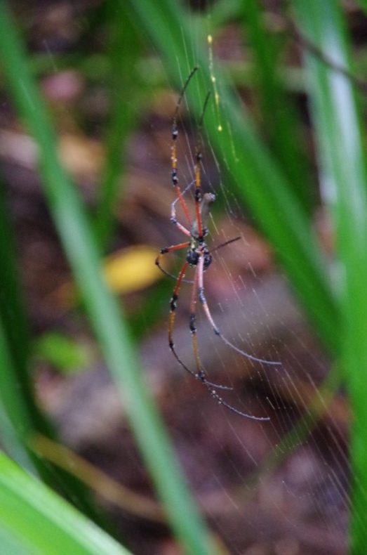spider the size of your hand
